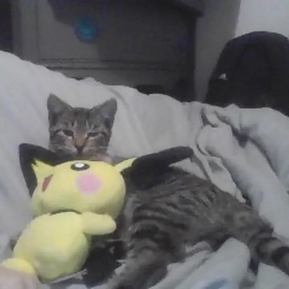 enable js you bitch :(